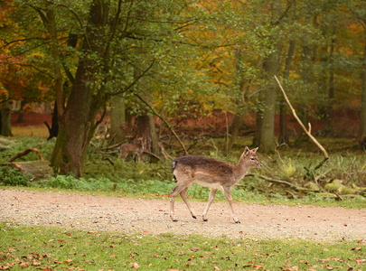 Dyrehaven i Århus, Dådyr
