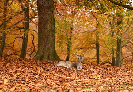 Dyrehaven i Århus, Dådyr