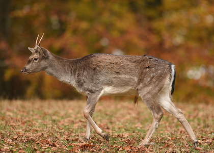 Dyrehaven i Århus, Dådyr