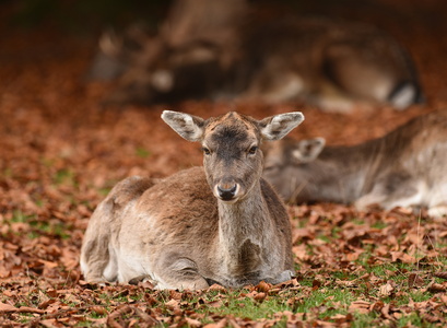 Dyrehaven i Århus, Dådyr