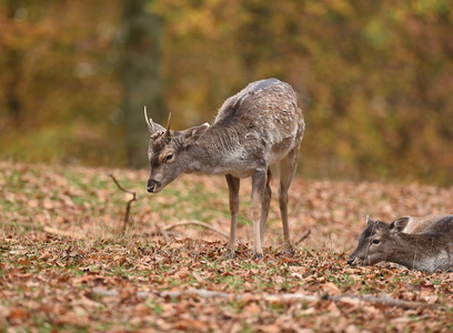 Dyrehaven i Århus, Dådyr