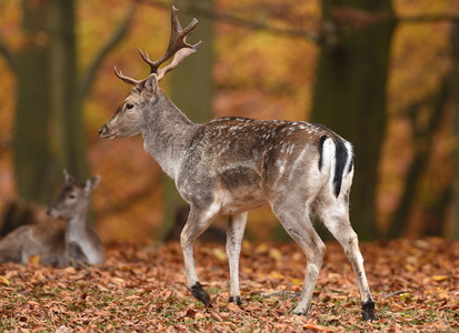 Dyrehaven i Århus, Dådyr