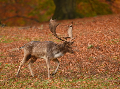 Dyrehaven i Århus, Dådyr