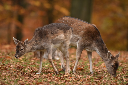 Dyrehaven i Århus, Dådyr