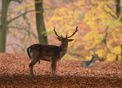 Dyrehaven i Århus, Dådyr