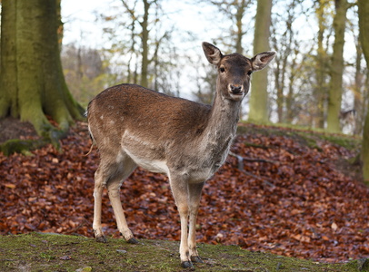 Dyrehaven i Århus, Dådyr