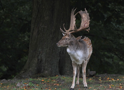 Dyrehaven i Århus, Dådyr
