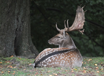 Dyrehaven i Århus, Dådyr