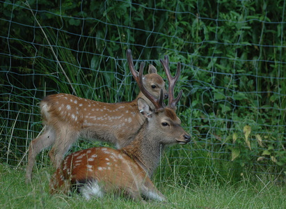 Dyrehaven i Århus, Dådyr