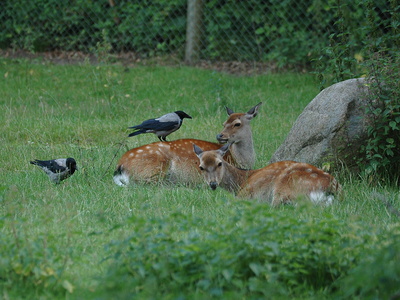 Dyrehaven i Århus, Dådyr