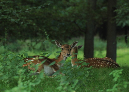 Dyrehaven i Århus, Dådyr
