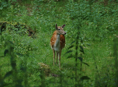 Dyrehaven i Århus, Dådyr