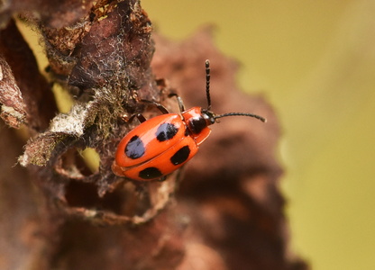 Skarlagensvampehøne (Endomychus coccineus)