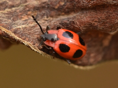 Skarlagensvampehøne (Endomychus coccineus)