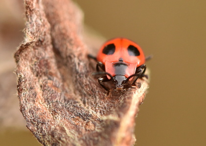 Skarlagensvampehøne (Endomychus coccineus)