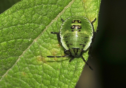 Grøn Bredtæge nymfe (Palomena prasina)