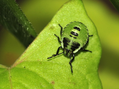 Grøn Bredtæge nymfe(Palomena prasina)