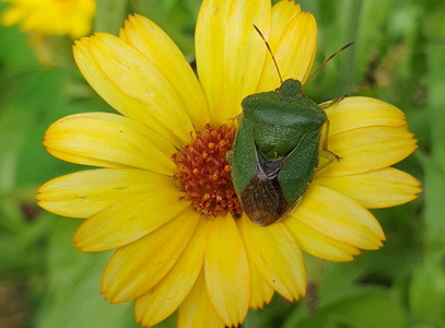 Grøn Bredtæge (Palomena prasina)