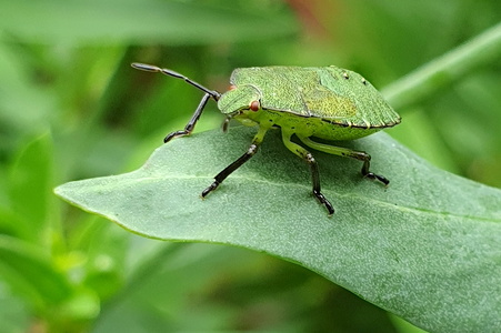 Grøn Bredtæge nymfe (Palomena prasina)