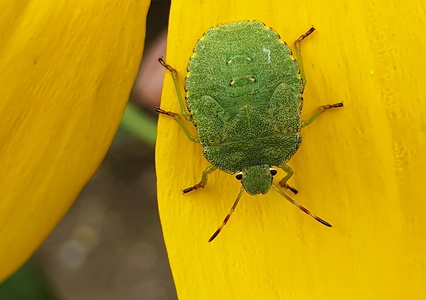 Grøn Bredtæge  nymfe (Palomena prasina)