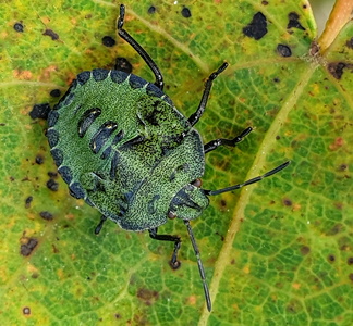Grøn Bredtæge  nymfe (Palomena prasina)