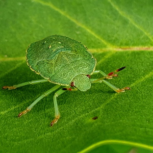 Grøn Bredtæge nymfe (Palomena prasina)