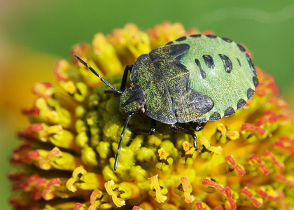 Grøn Bredtæge nymfe (Palomena prasina)