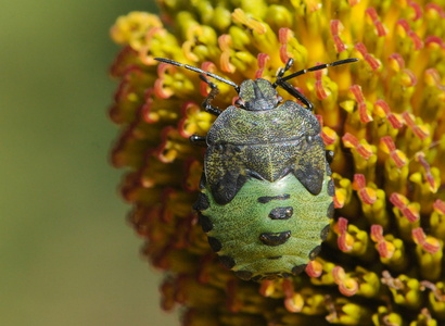 Grøn Bredtæge  nymfe (Palomena prasina)