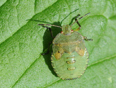 Grøn Bredtæge nymfe (Palomena prasina)