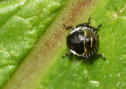  Grøn Bredtæge nymfe (Palomena prasina)