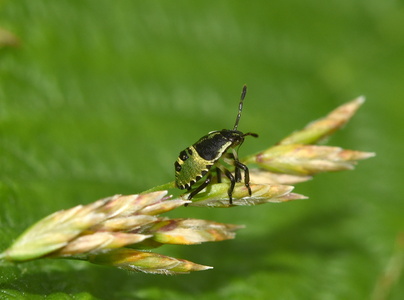 Grøn Bredtæge  nymfe (Palomena prasina)