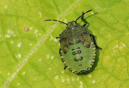 Grøn Bredtæge  nymfe (Palomena prasina)