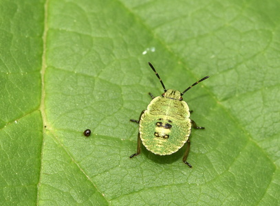 Grøn Bredtæge  nymfe (Palomena prasina)