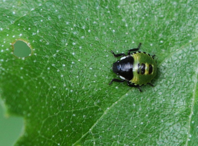 Grøn Bredtæge nymfe (Palomena prasina)