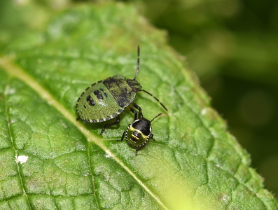 Grøn Bredtæge nymfe (Palomena prasina)