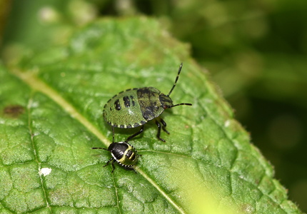 Grøn Bredtæge (Palomena prasina)