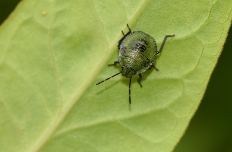 Grøn Bredtæge  nymfe (Palomena prasina)