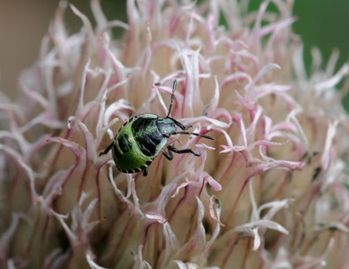 Grøn Bredtæge nymfe (Palomena prasina)
