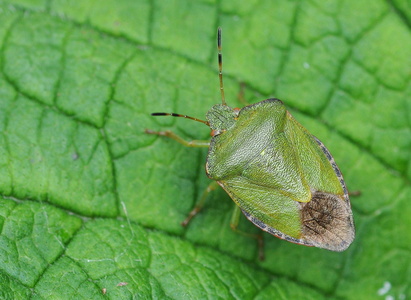 Grøn Bredtæge (Palomena prasina)