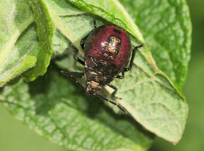  Blå Bredtæge nymfe (Zicrona caerulea)