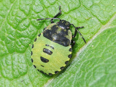 Grøn Bredtæge nymfe (Palomena prasina)