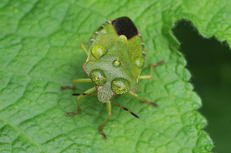 Grøn Bredtæge (Palomena prasina)