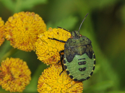 Grøn Bredtæge  nymfe (Palomena prasina)