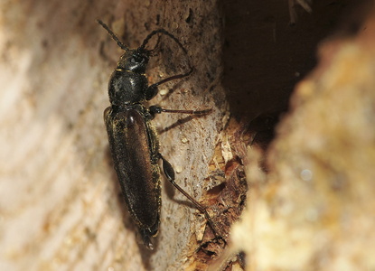 Granbarkbuk  (Tetropium castaneum)