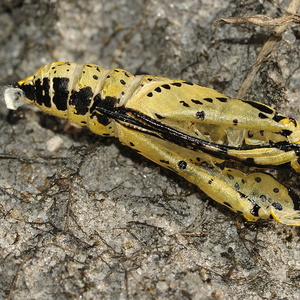 Pupper, Kokoner, Galler og Æg