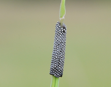  Æg af Strandringspinder (Malacosoma castrensis)