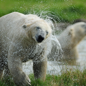 Skandinavisk Dyrepark