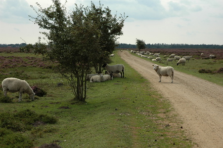 Kongenshus Mindepark