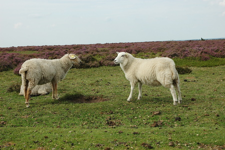 Kongenshus Mindepark