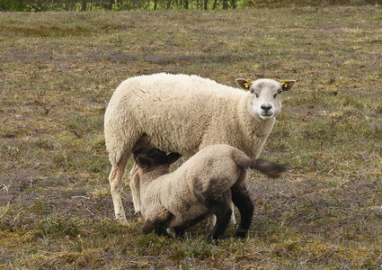 Kongenshus Mindepark